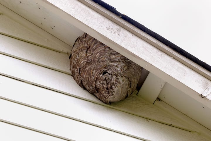 pest control des moines iowa